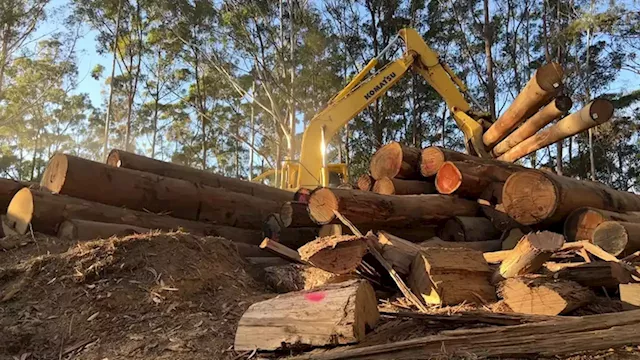 Questions over future of native timber harvesting in NSW, as industry waits for answers on koala park