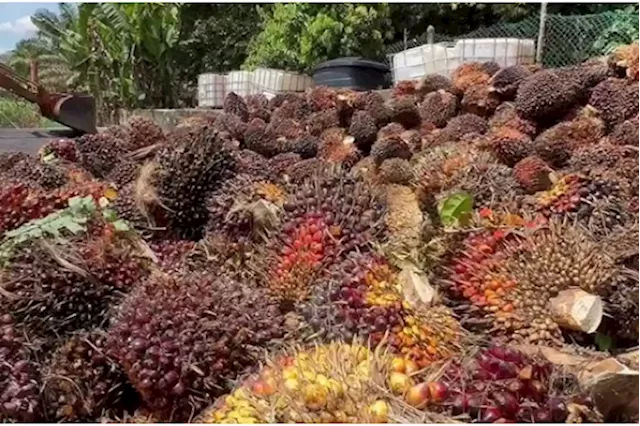 RSPO helps smallholders market palm oil globally