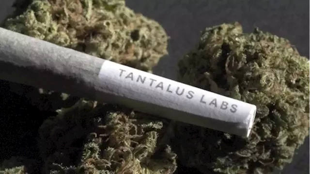 Cannabis company Atlantic Cultivation acquires insolvent Tantalus Labs brand