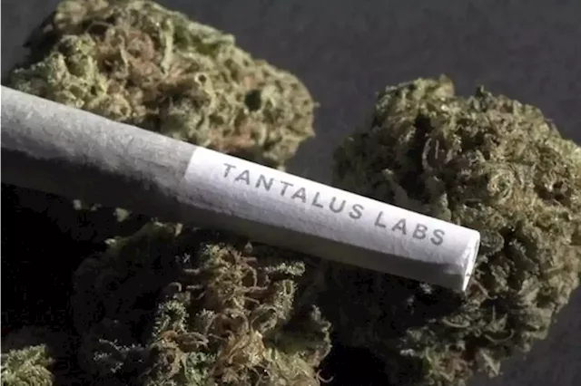 Cannabis company acquires B.C.'s insolvent Tantalus Labs brand