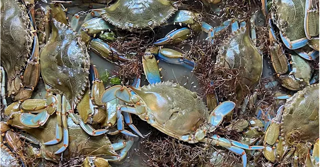 Italy's clam industry under threat from blue crab 'invasion'