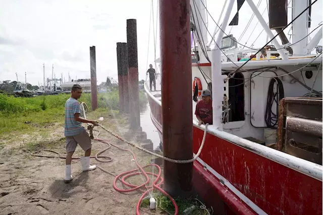 Amid influx of imported shrimp, Bayou La Batre declares disaster for shrimping industry