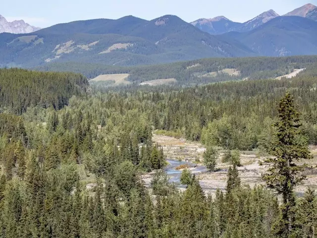 Ottawa investigating logging company over bridge in Kananaskis Country