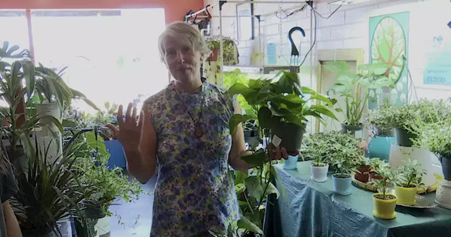 Cochise County couple 'plants' new business, making indoor gardens more accessible locally