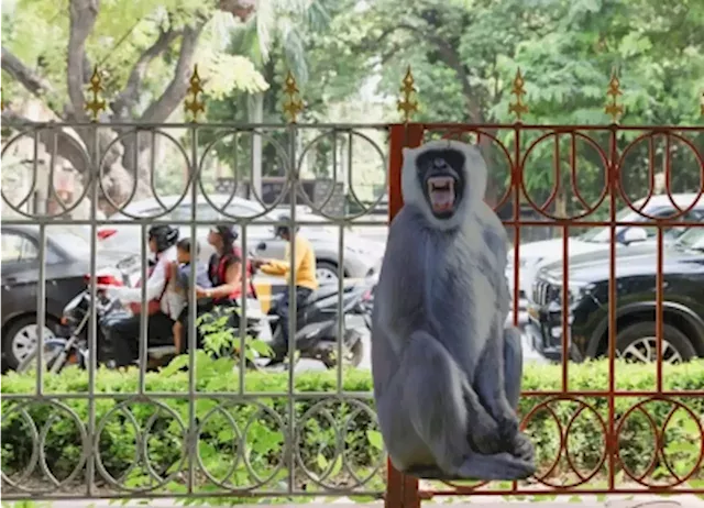 Monkey business: Delhi gets cutouts of langurs to ease menace during G20