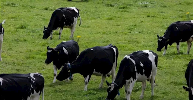 Ireland 'can't afford to lose' dairy industry