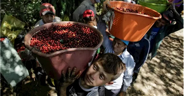 Exclusive: Brazil 'natural' coffee hits premium market in challenge for small farmers