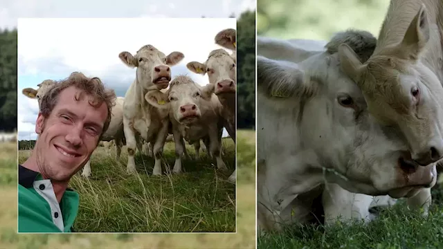 Family farmer warns 'harsh' climate policies to cut cow emissions will destroy business in the Netherlands