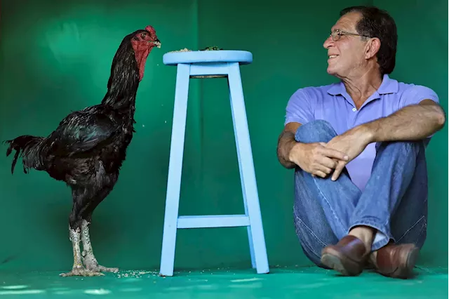 Brazilian farmer’s giant rooster hobby hatches into profitable business