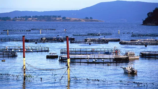 'Very concerning': Vital salmon industry under threat