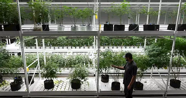 Alaska marijuana businesses, citing black market, plead for tax relief