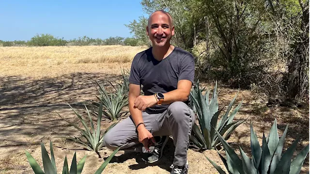 As Americans drink more tequila, the agave industry in the Southwest grows