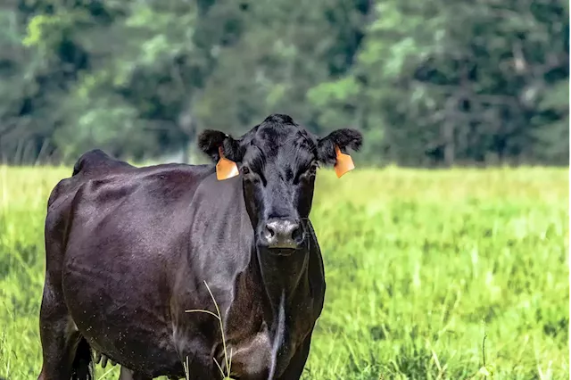 Tears as senior cow rescued after having 'babies taken' for meat industry