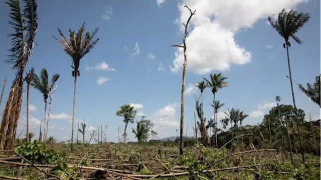 Companies Get Renewed Pressure to Disclose Nature-Related Risks