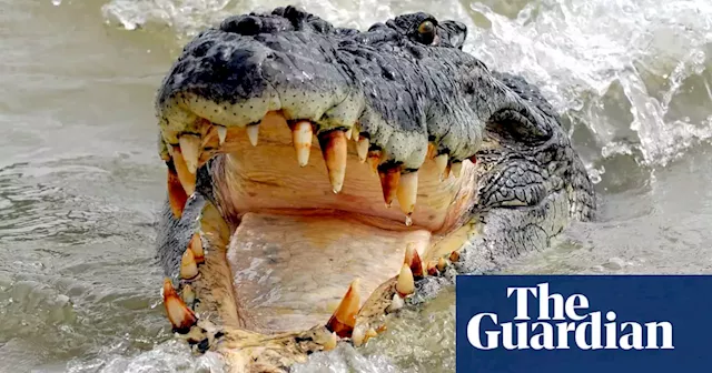 More decapitated crocodiles found in Queensland amid reports of body part black market