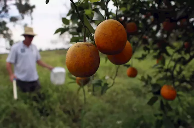 Hurricane Dorian Could Ravage Florida's Agricultural Industry