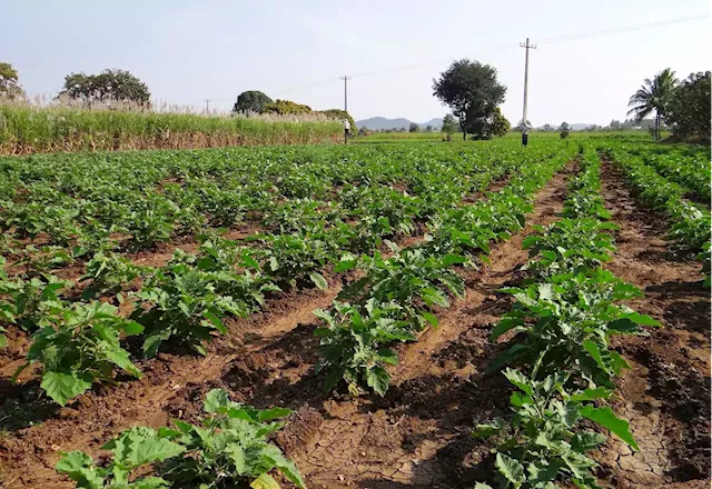 South Africa's smallholder vegetable farmers aren't getting the finance they need, says researcher