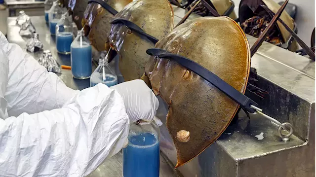 Vaccines are still tested with horseshoe crab blood. The industry is finally changing