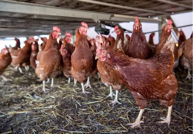 Rising oil prices adds to SA’s avian flu woes: Difficult time ahead for poultry, egg industry