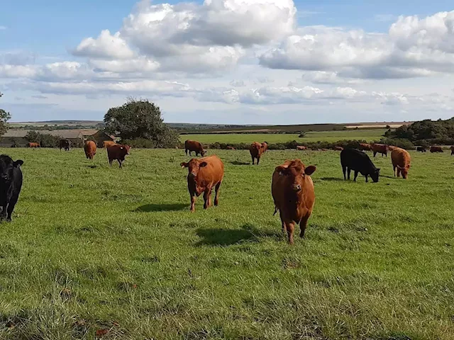 Genetic testing of cattle is best way to make profit from farming says American firm after merger