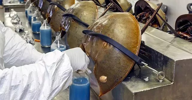 Vaccines are still tested with horseshoe crab blood. The industry is finally changing