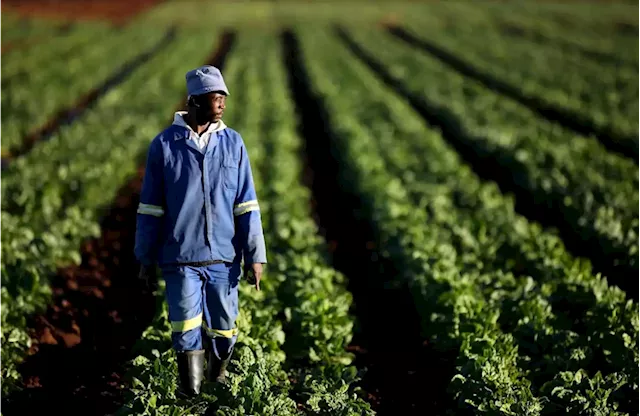 South Africa’s smallholder vegetable farmers aren’t getting the finance they need