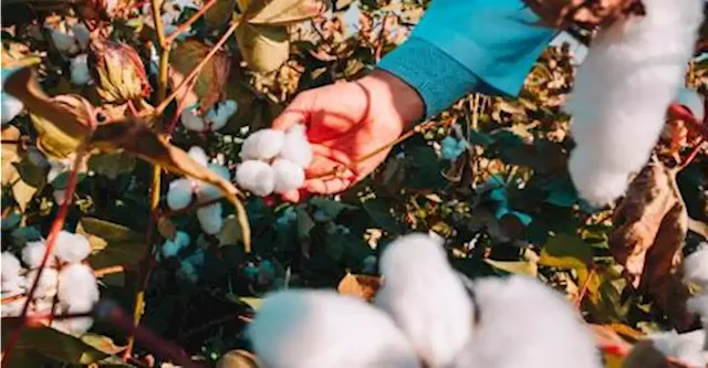 Brazil poised to become world’s largest cotton exporter, says industry leader