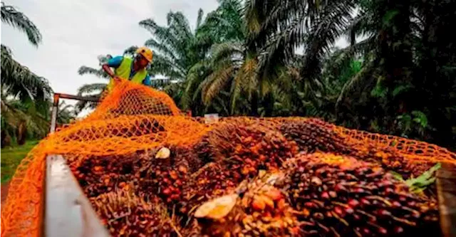 Siti Aminah: M’sian palm oil industry should explore niche markets to capture high market value