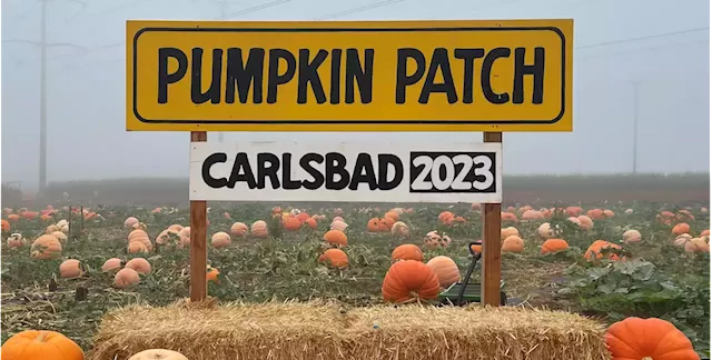 Carlsbad Strawberry Company pumpkin patch now open daily -