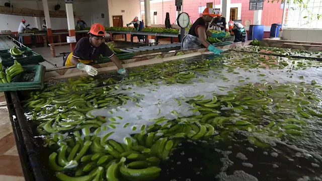 Security in Ecuador has come undone as drug cartels exploit the banana industry to ship cocaine