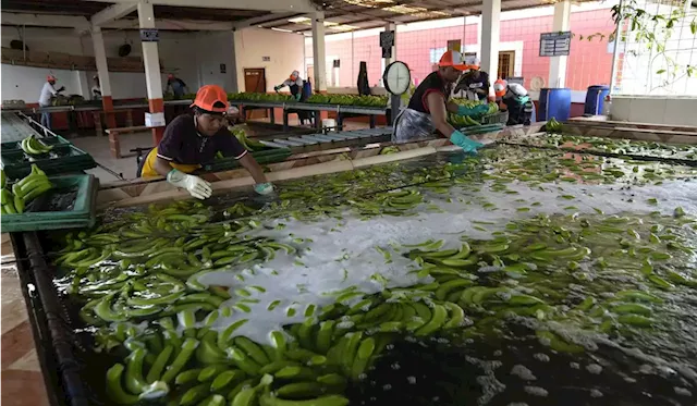 Security in Ecuador has come undone as drug cartels exploit the banana industry to ship cocaine