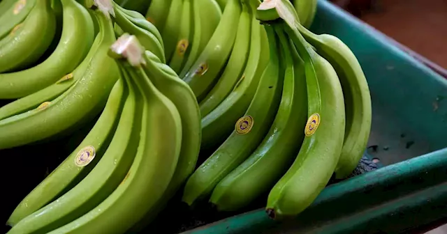 Drug cartels exploit the Ecuadoran banana industry to ship cocaine