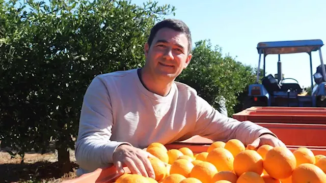 Orange industry in Australia shrinking to the point of collapse as short-term contracts, lower prices hit growers