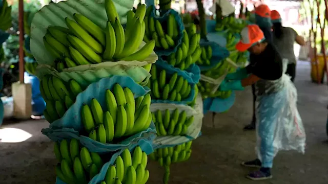 Security in Ecuador comes undone as drug cartels exploit banana industry to ship cocaine