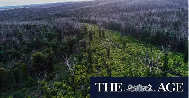 Victoria moves towards winding up logging business VicForests