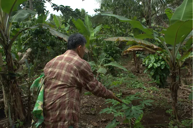 Reviving Amadeo's Coffee Industry: A Farmer's Perspective