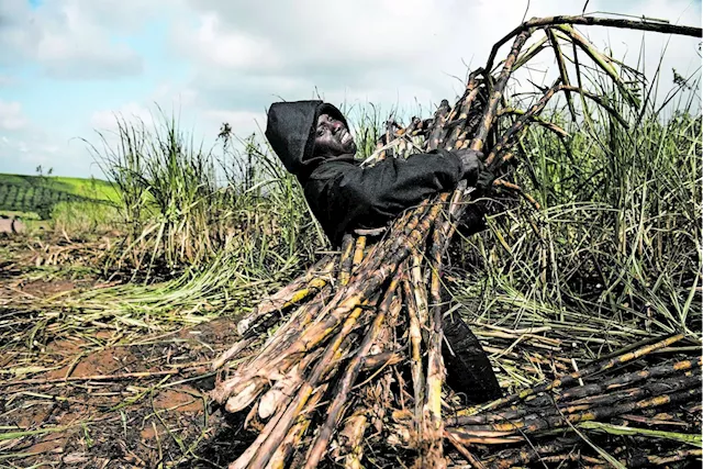 Sugar industry wants delay on increasing tax crippling the sector