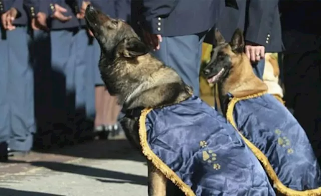 Western Cape praises Mossel Bay K9 Unit for drug, crime successes - SABC News - Breaking news, special reports, world, business, sport coverage of all South African current events. Africa's news leader.