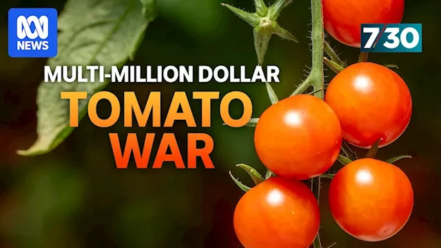 The virus threatening Australia’s tomato industry