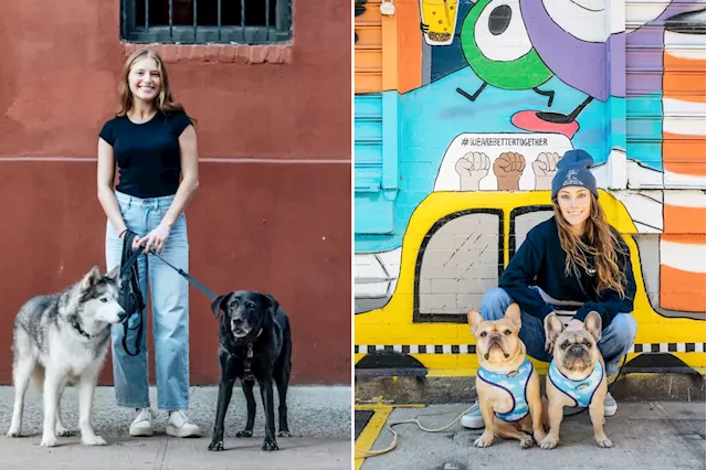  Dog walking business is booming in NYC again — here's why it's so doggone bonkers