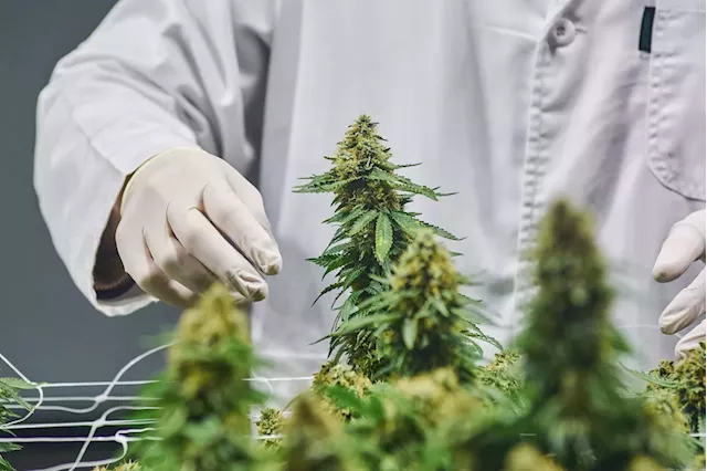 Cannabis case puts the spotlight on company drug testing policies