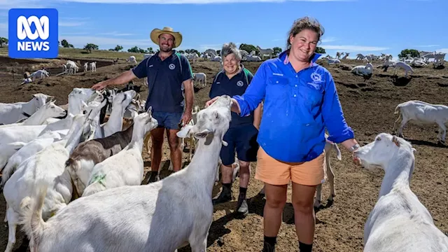 Confidence remains in dairy goat industry despite lack of representation