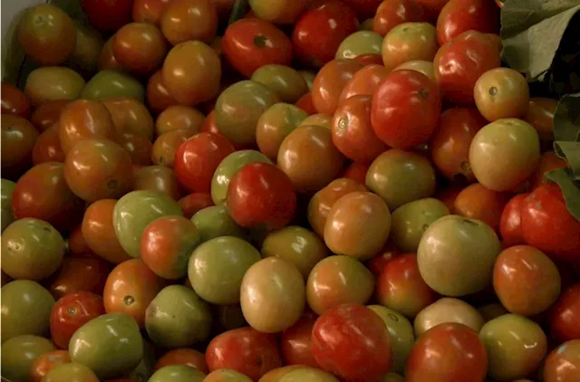 Price of tomatoes triples at Mangaldan market; now P120/kilo