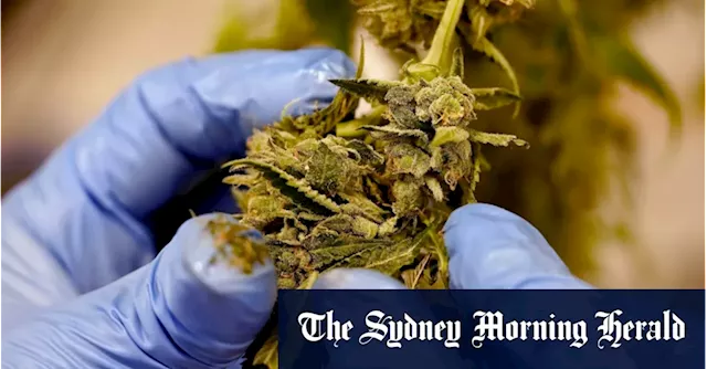 The medicinal cannabis business risks going up in smoke