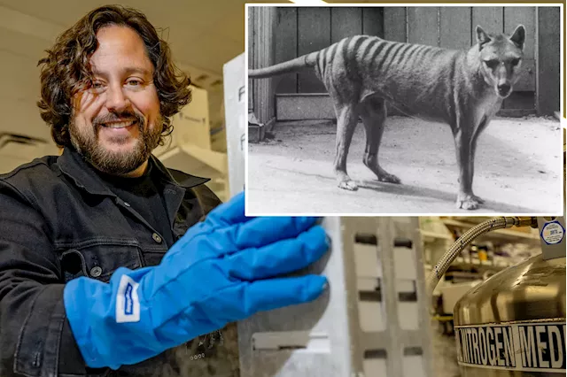 Biotech company nears breakthrough in the resurrection of extinct Aussie tiger