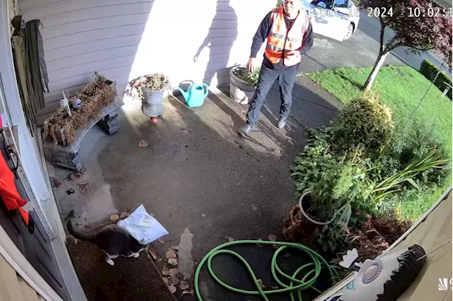 Company investigating after B.C. delivery driver threw package at cat's face