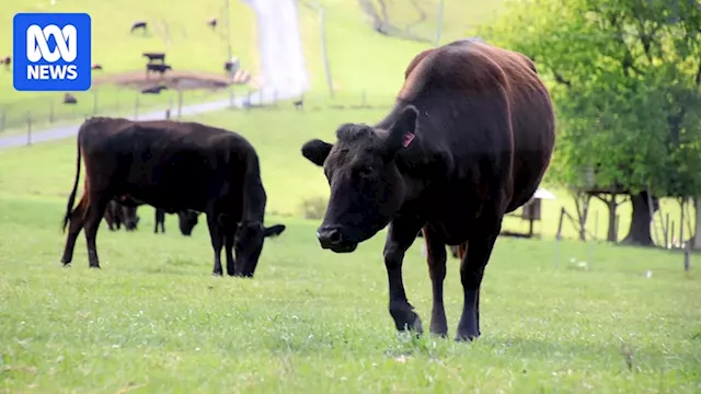 Australia's small-scale farmers are 'meat in a market concentration sandwich'