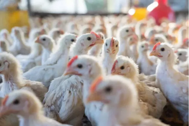 Poultry industry cannot afford another outbreak of bird flu