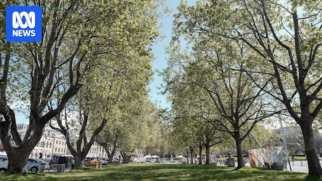 Salamanca Market stallholders call for London plane trees to be removed in Hobart over allergy complaints