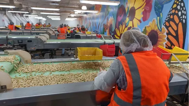 California's pistachio industry thrives, becoming a top global exporter